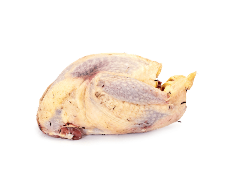 Picture of Pheasant